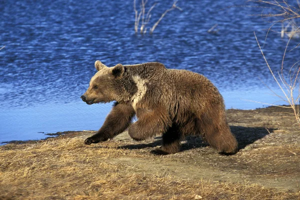 Miénk Grizzly ursus arctos horribilis — Stock Fotó