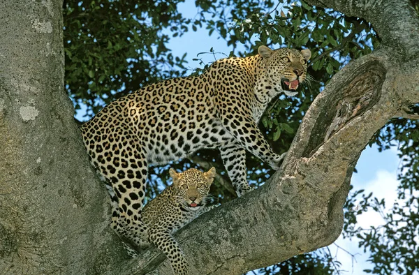 Panthere leopárdpárduc pardus — Stock Fotó