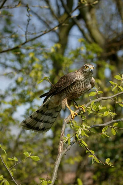 Epervier D 'Europe accipiter nisus — Stock fotografie