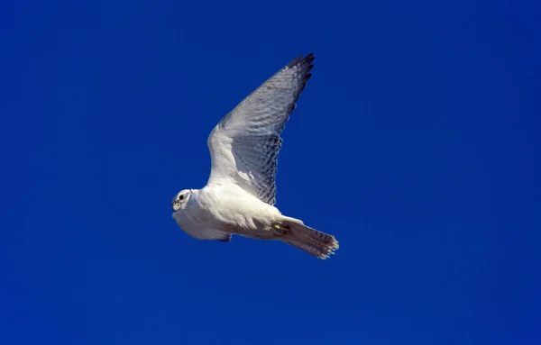 Faucon Gerfaut falco rusticolus — Stockfoto