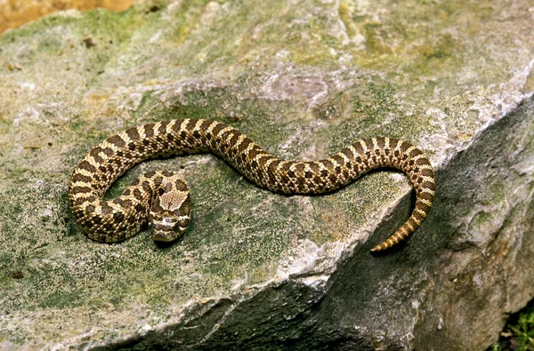 Serpent A Groin heterodon nasicus — Photo