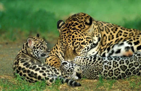Jaguar panthera onca — Stockfoto