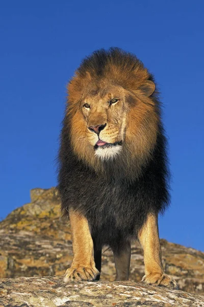 LION D 'AFRIQUE panthera leo — Fotografia de Stock