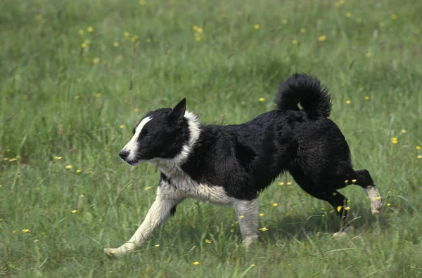 CHIEN D 'OURS DE CARELIE — стоковое фото