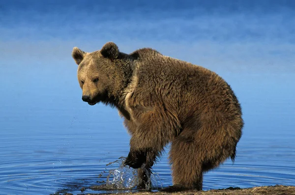 Miénk Grizzly ursus arctos horribilis — Stock Fotó