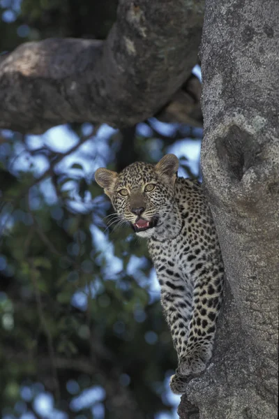 Panthere leopárdpárduc pardus — Stock Fotó