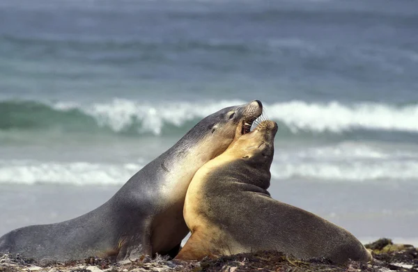 Lion De Mer Australien en neophoca cinerea — Foto de Stock