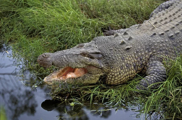 Krokodil Marin crocodylus porosus — Stockfoto