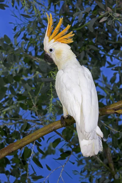 CACATOI A HUPPE ORANGE cacatua sulphurea citrinocristata — Foto Stock