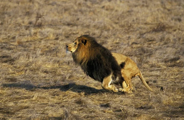 Lion DAfrique panthera leo — 스톡 사진