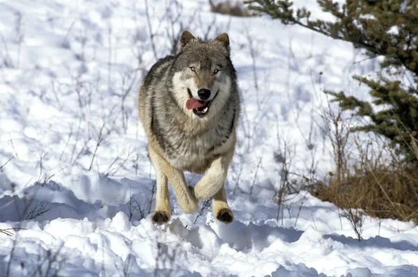 Loup du Canada canis lupus occidentalis —  Fotos de Stock