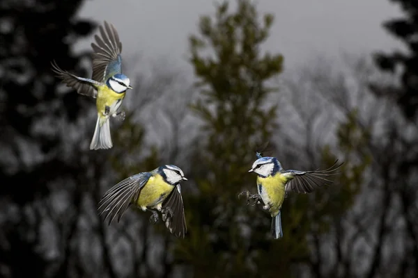 MESANGE BLLE parus caeruleus — стоковое фото