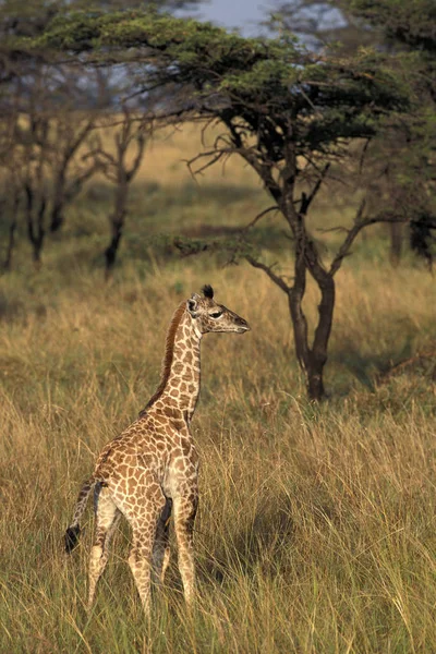 GIRAFE RETICULEE jirafa camelopardalis reticulata — Foto de Stock