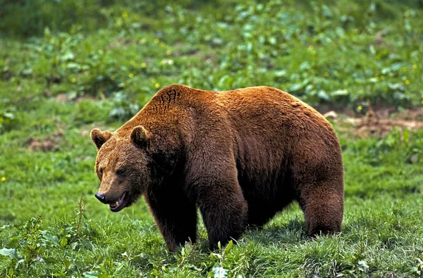 Bizimki Brun ursus arctos — Stok fotoğraf