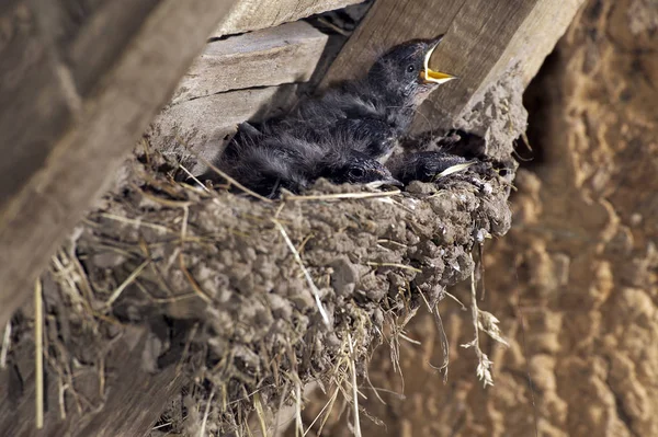 Hirondelle De Cheminee hirundo rustica 2. — Photo