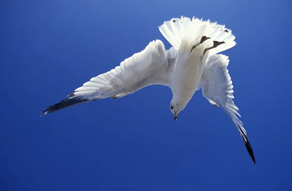 GOELAND A BEC CERCLE larus delawerensis — Stock Photo, Image