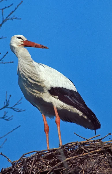 Cigogne Blanche ciconia ciconia — стоковое фото