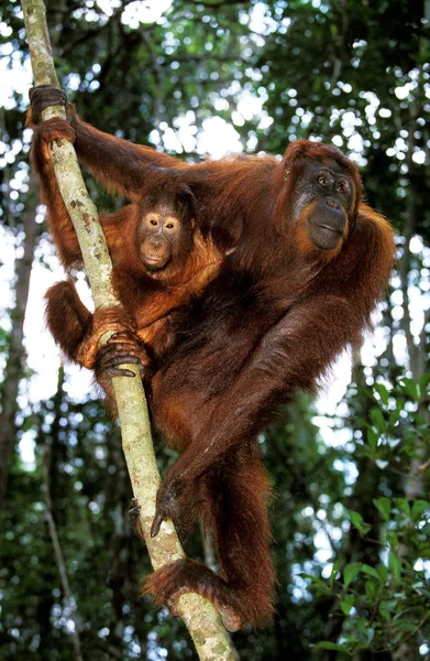 ORANG OUTAN pongo pygmaeus — Stock Photo, Image