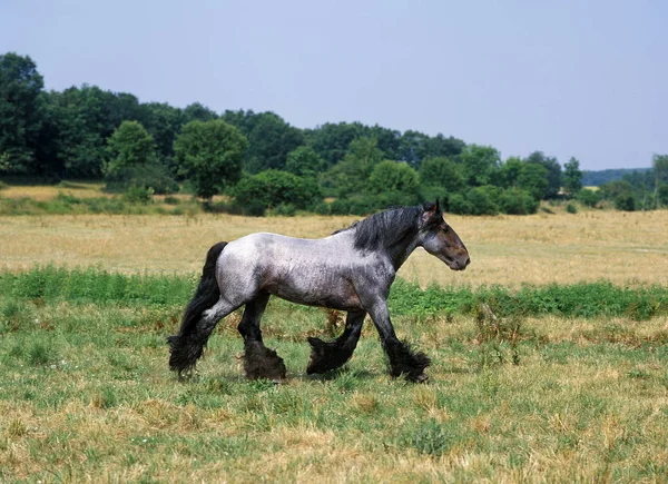 Mulassiere Du Poitou — Foto Stock