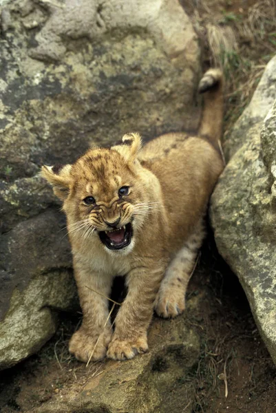 LION D 'AFRIQUE panthera leo — Fotografia de Stock