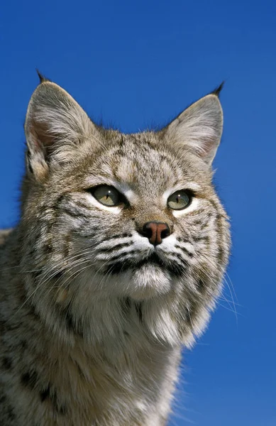 Rufus Lynx Roux Bobcat lynx —  Fotos de Stock