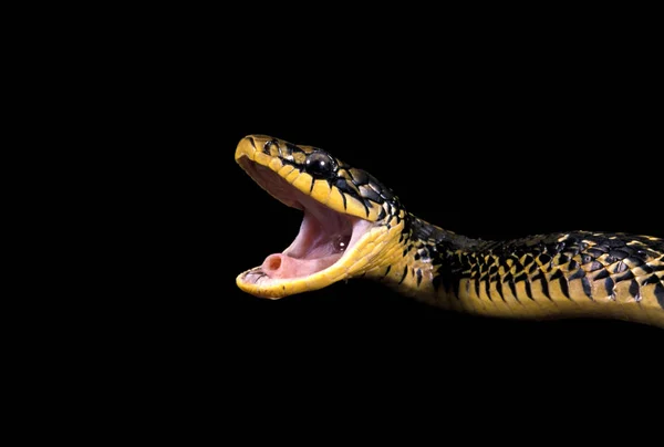 Змій Des Poulaillers spilotes pullatus — стокове фото