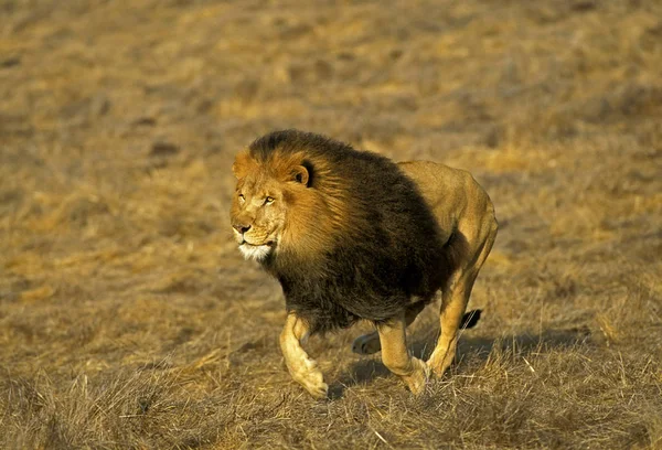 LION D 'AFRIQUE panthera leo — Fotografia de Stock