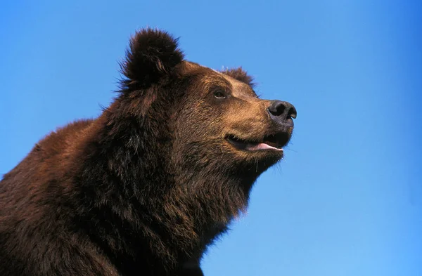 O nosso BRUN ursus arctos — Fotografia de Stock