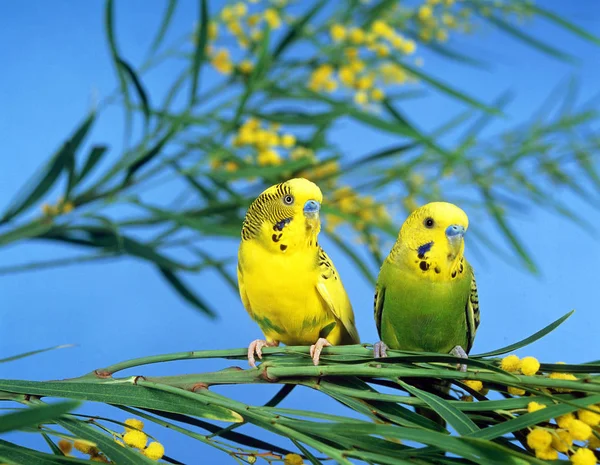 Perruche Ondulee melopsittacus undulatus —  Fotos de Stock