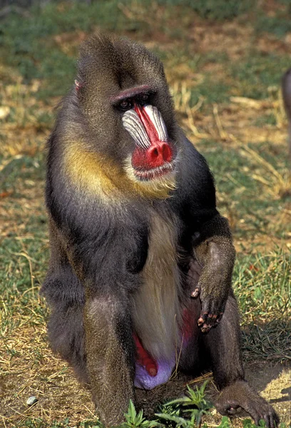 MANDRILL mandrillus sphinx — Stock Photo, Image