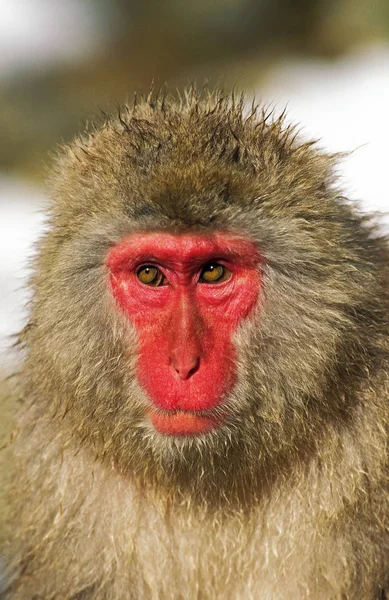 Macaque Du Japon Macaca fuscata — Stok fotoğraf