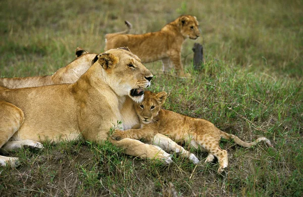 Aslan D 'Afrique panthera leo — Stok fotoğraf