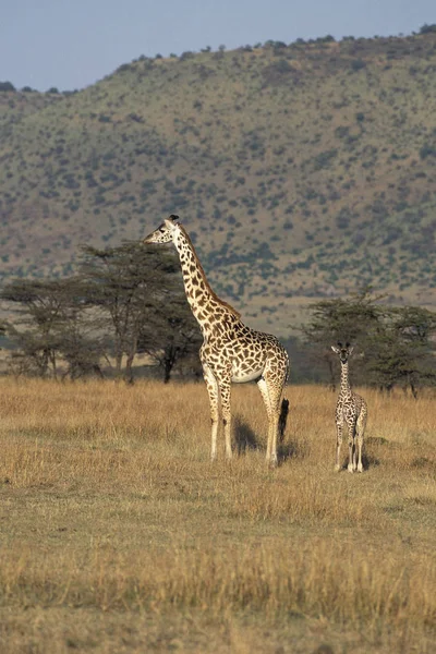 Girafe Masai giraffa camelopardalis tippelskirchi — Foto Stock