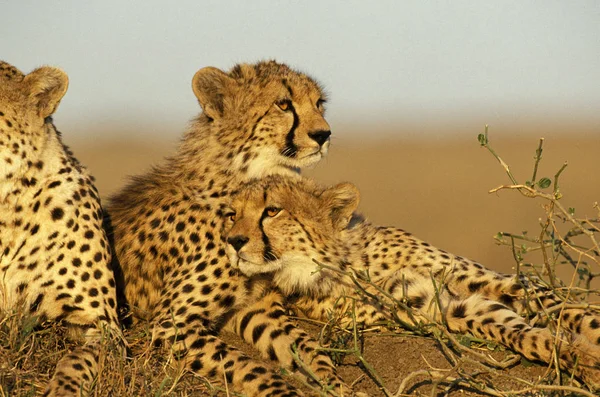 GUEPARD acinonyx jubatus — Stock Photo, Image