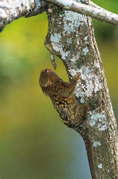 Ouistiti Pygmee callithrix pygmaea —  Fotos de Stock