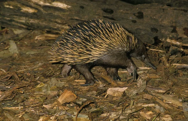 Echidne A Nez Court tachyglossus aculeatus — Stockfoto