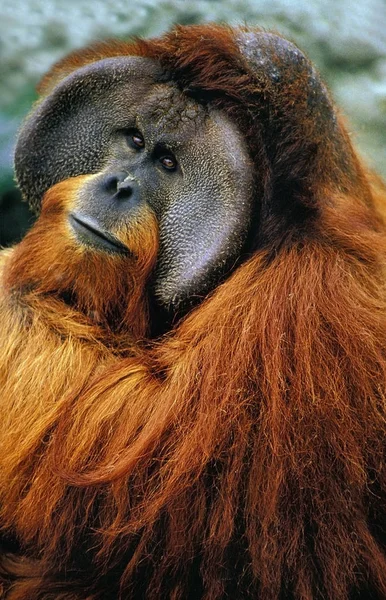 Orang Outan pongo pygmaeus —  Fotos de Stock