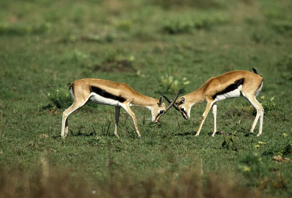 Gazelle De Thomson gazella thomsoni — Fotografia de Stock