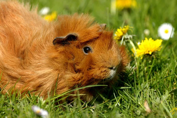 Cobaye A Poil Frise cavia porcellus — Fotografia de Stock