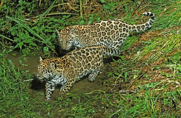 Onça-pintada panthera onca — Fotografia de Stock