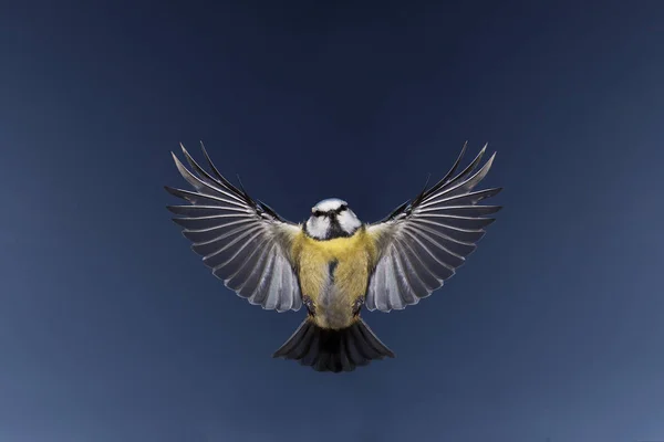 Mesange Bleue parus caeruleus — Stok fotoğraf