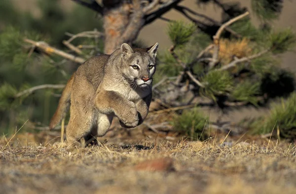 PUMA puma concolor — Stock Photo, Image