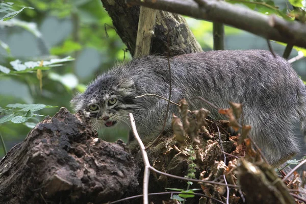 Manul otocolobus manul — Stockfoto