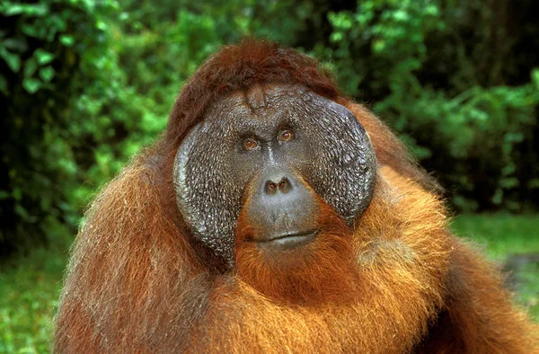 ORANG OUTAN pongo pigmaeus — стоковое фото