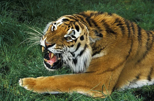 Tigre De Siberie Panthera tigris altaica — Fotografia de Stock