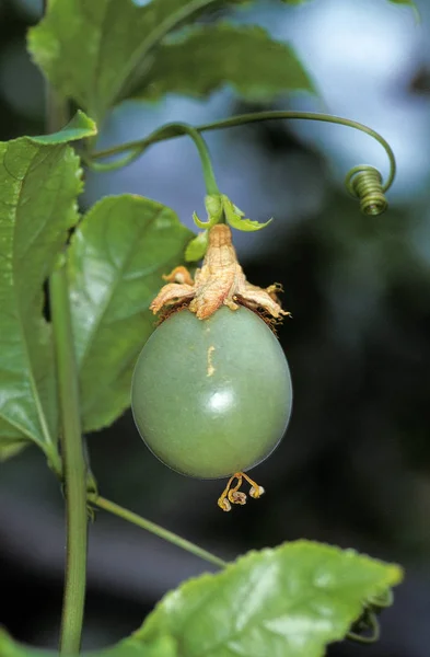 FRUIT DE LA PASSION passiflora edulis — Stok Foto