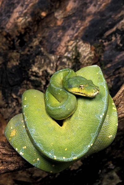 Python Vert morelia viridis — Foto de Stock