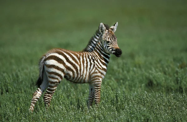 Zebre De Burchell equus burchelli — Stok fotoğraf