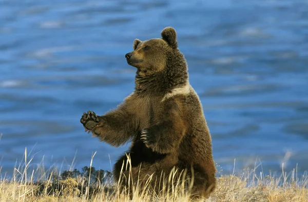 Our GRIZZLY ursus arctos horribilis — стоковое фото