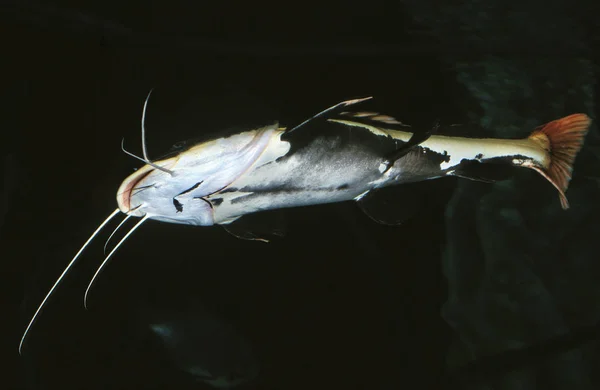 Poisson Chat A Tete Plate pylodictis olivaris — Fotografia de Stock